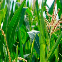 Система питания и нормы внесения удобрений под кукурузу