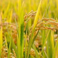 Система питания и нормы внесения удобрений для риса
