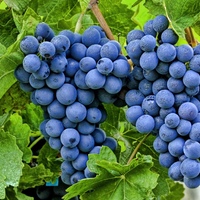 Система питания и нормы внесения удобрений для винограда
